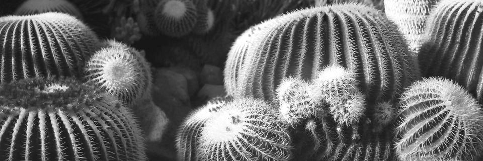 Cacti in Japan, hand-developed on film